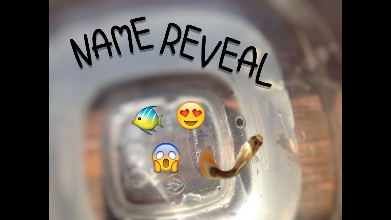 guppy fry growth chart Fish Name Reveal