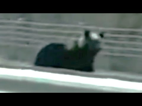 Brown Bear Breaking News - Video Available] 