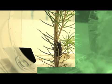 Pine Weevil Hylobius Abietis Feeding During Night And Day 