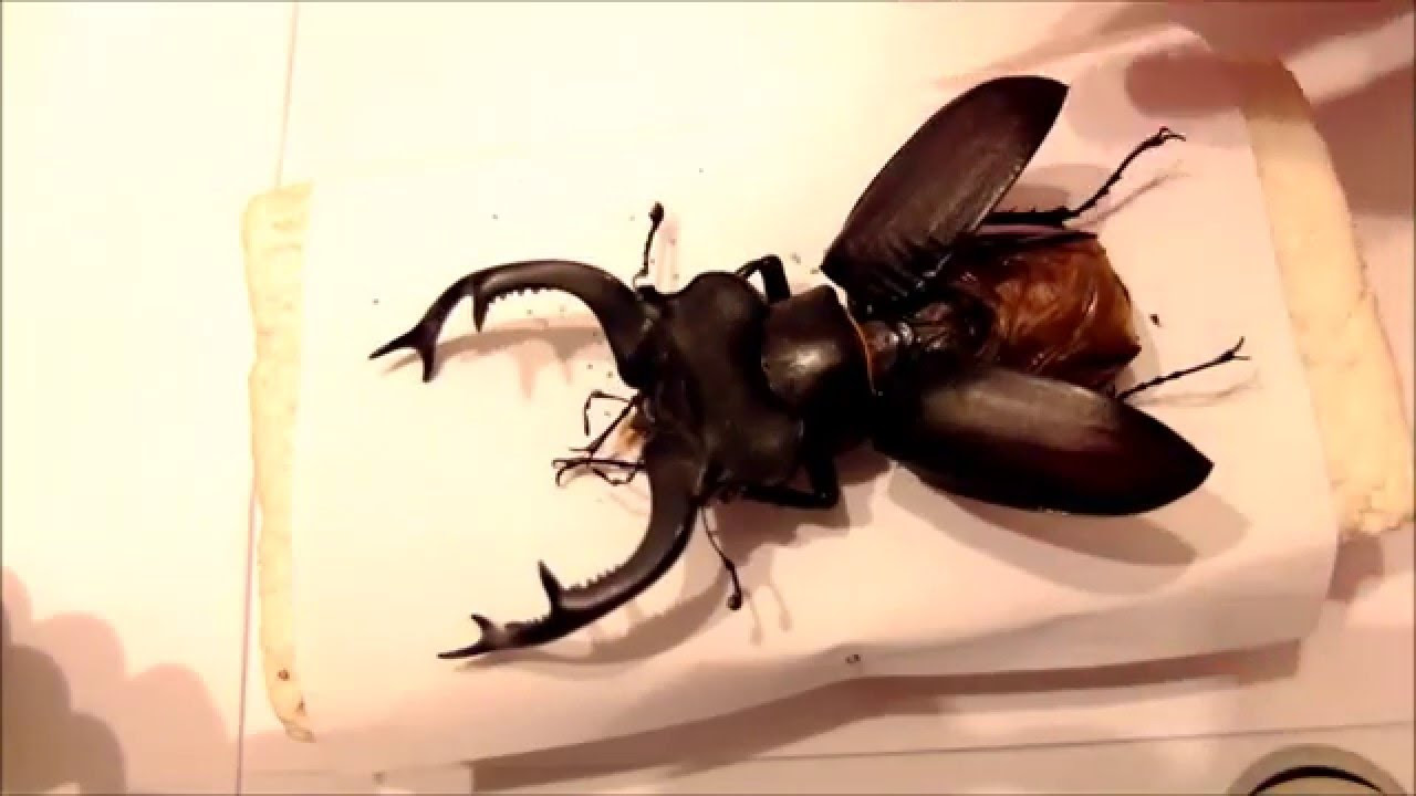 Ｌucanus cervus  judaicus 雄74㍉野外品 Lucanus cervus judaicus | Insect Wiki | Fandom