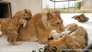 Челябинская львица Лола и Марсельвята. Львы. Тайган. Lioness Lola and cubs. Taigan Lions