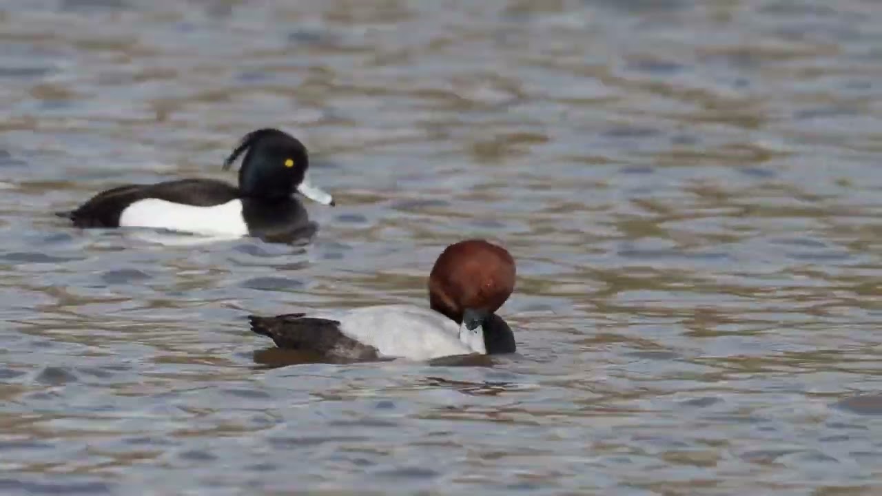 Красноголовый нырок  Aythya ferina Common Pochard