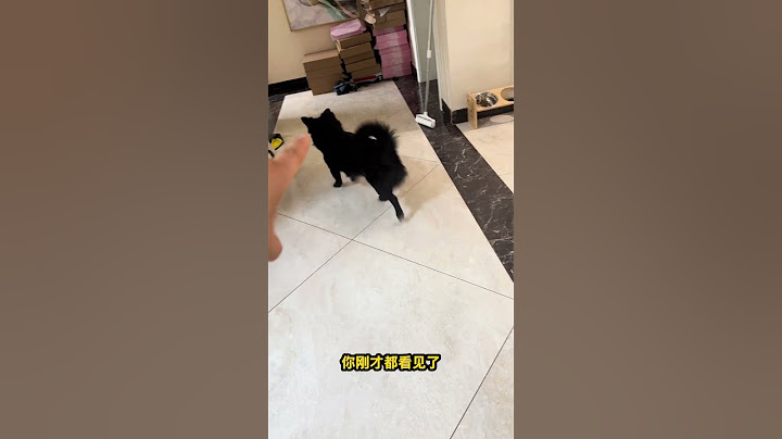 爸爸要去遛它，估计不想跟爸爸去，于是吴糖豆开始了它的表演…#狗狗的心思都写在脸上了 #小狗狗能有什么坏心思