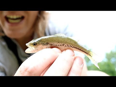 Tiny Largemouth Bass Fishing- Using A Micro Hook
