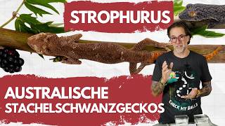 Stachelschwanzgeckos – Das macht diese Geckos so besonders 😳 - Reptil TV Basic Strophurus