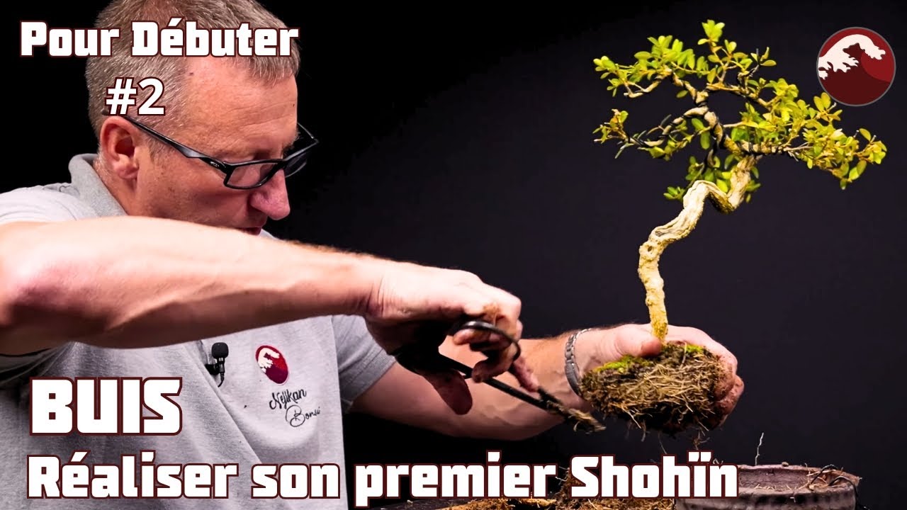 Construction d'un Buis Shohin Bonsaï, je transpote - Épisode 2 - 🌱 NEJIKAN BONSAI 🌱