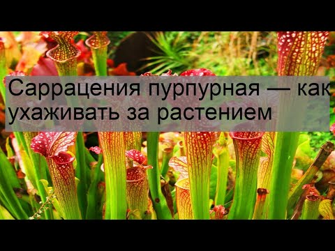 Видео: Информация за цветя Sarracenia - Цъфти ли вашето стомно растение