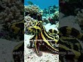 This animal can impersonate other animals 🤯