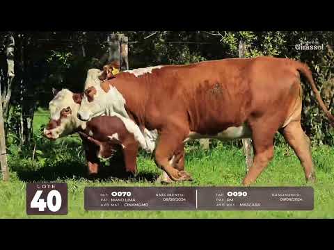 LOTE 40