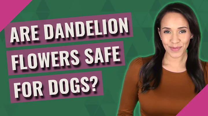 Are dandelion flowers safe for dogs?