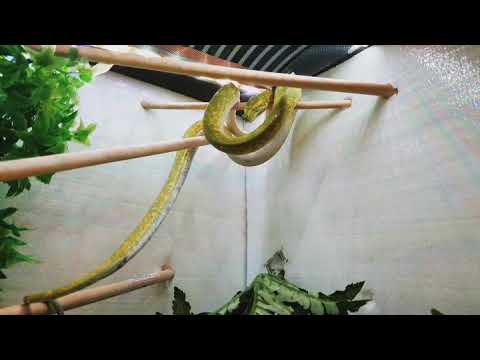 Green tree python perching