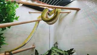 Green tree python perching Profile