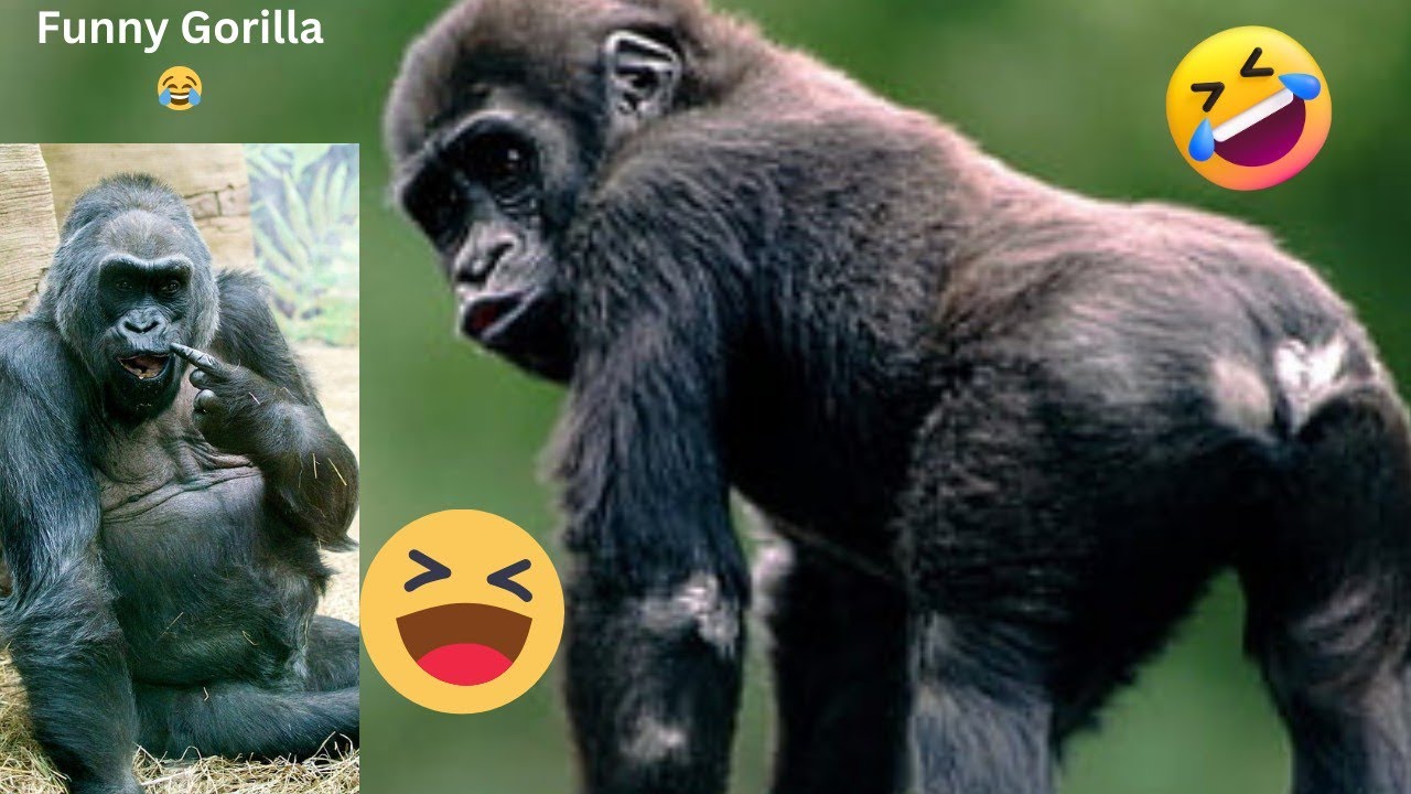 funniest-gorilla-videos-try-not-to-laugh-world-funniest
