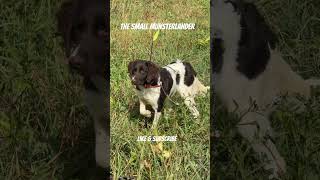 Famous The Small Munsterlander #birddogtraining #smallmunsterlander #doglife Net Worth