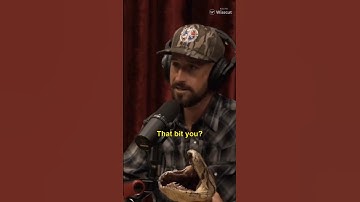 Battle Royale with a 17-foot Python #shorts #joerogan  #python #everglades #battleroyale