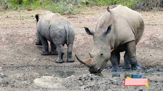 Animal Sounds: Hen, Cow, Kamchatka Brown Bear, Rainbow Lorikeet, Woodpecker - Animal Harmony