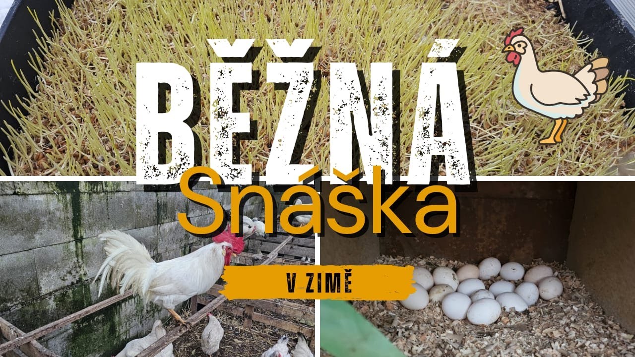 Slepice , V zimě vajec stejně jako v létě, Úprava krmení, světla, tepla