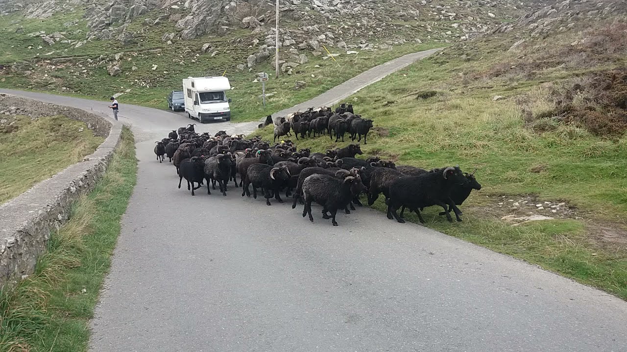 Watch Rams running near South Stack, Holyhead Mountain, Anglesey on YouTube Watch Rams running near South Stack, Holyhead Mountain, Anglesey on YouTube
