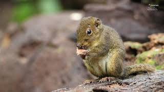 Bornean mountain ground squirrel