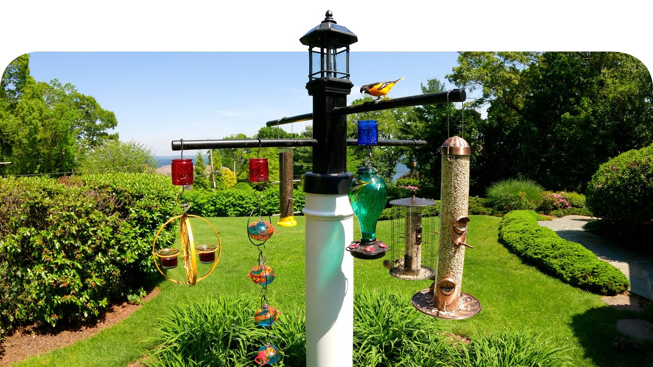 How to Squirrel Proof Bird Feeder Pole