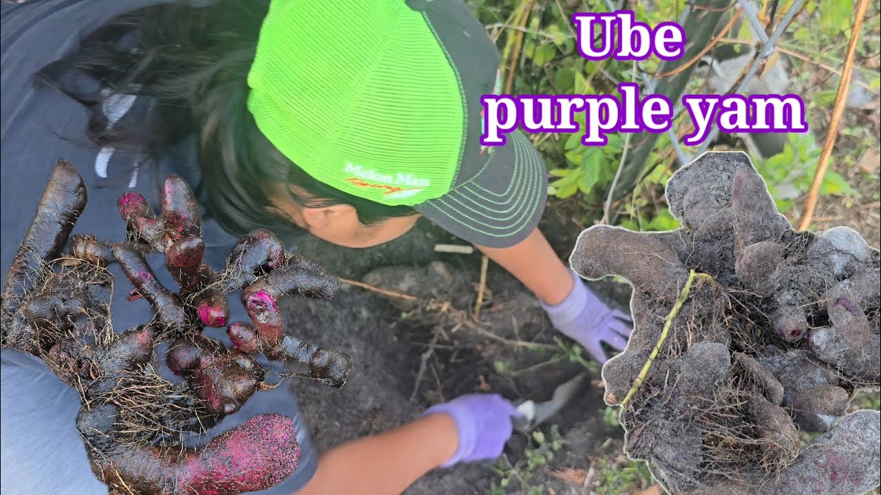 Ube Harvest 2026