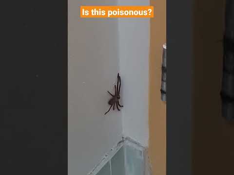 Is This Poisonous Shorts Spider 