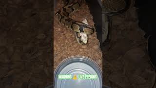 WARNING ⚠️ LIVE FEEDING #warning #live #feed #feeding #livefeed #ballpython #monsoon #axanthic #ball