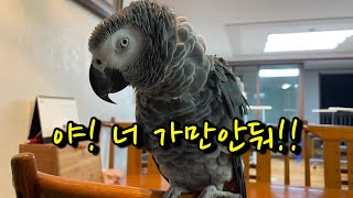 💥빅매치💥 김루이 🐦 VS 👧🏻 김유정
