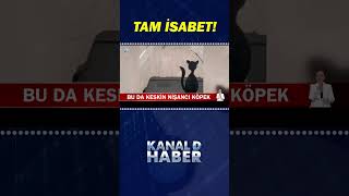 Keskin Nişancı Köpek, Görenleri Kendine Hayran Bıraktı