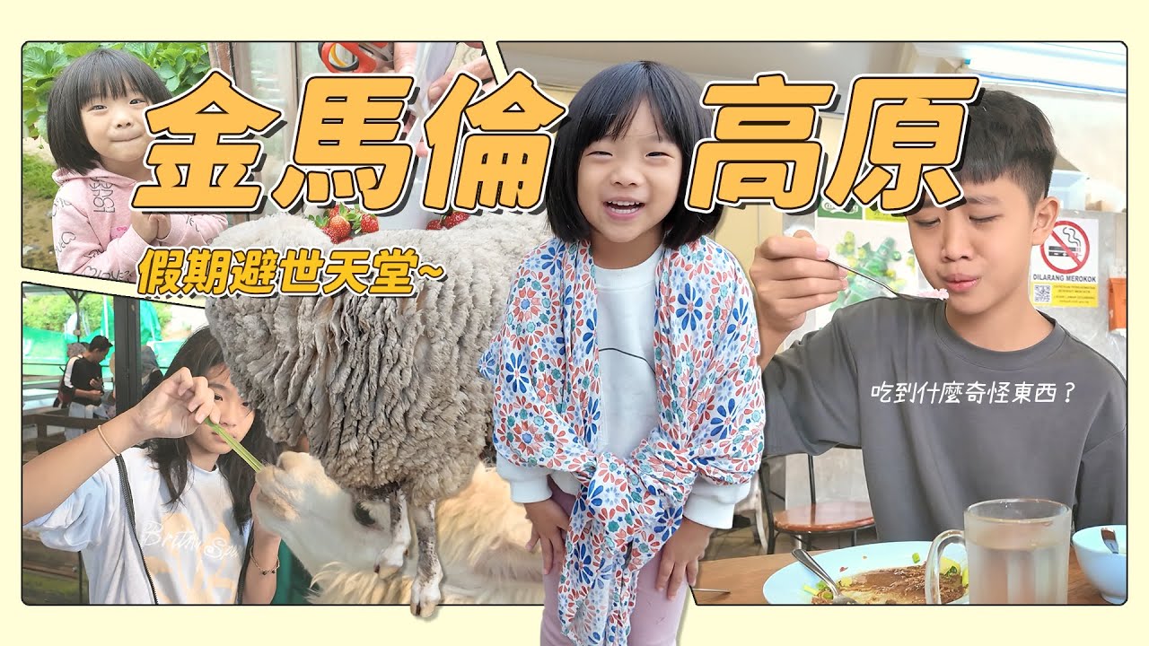 【馬來西亞親子自由行】生活在吉隆坡人的避世後花園「金馬倫高原」~國內外大熱的金馬倫特色行程茶園觀光很值得來！草莓園、羊駝園、韻味滿分的歐式風格餐廳...學校小假期來金馬倫直接照著玩｜盧小蜜。emily