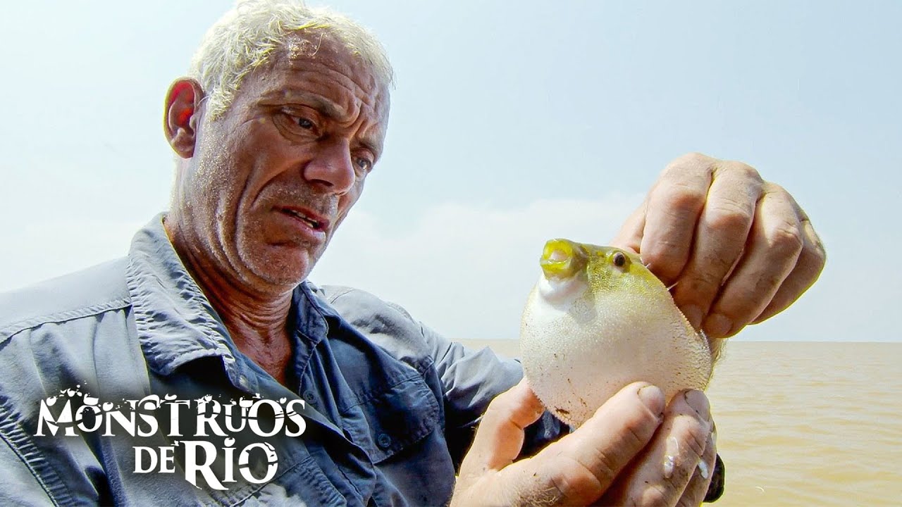 ¡Este PEZ GLOBO Parece Lindo pero Muerde Como una PIRAÑA! | Monstruos de Río