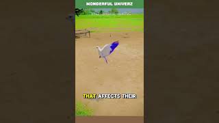 This Pigeon Can BACKFLIP?! #RollerPigeon #AmazingAnimals #FlyingTricks This Pigeon Can BACKFLIP?! #RollerPigeon #AmazingAnimals #FlyingTricks