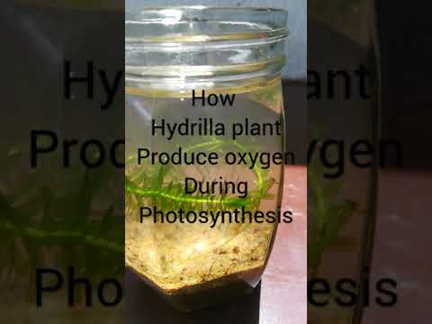 Video: Oksigen fotosintezdə su varmı?