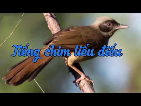 Video Tiếng chim Liếu Điếu cho anh em đam mê bẫy chim - youtube