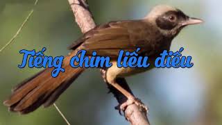 Tiếng chim Liếu Điếu cho anh em đam mê bẫy chim