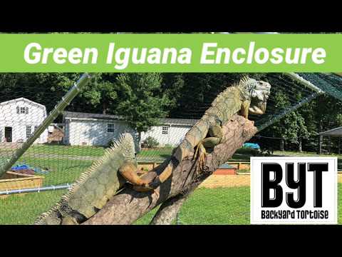 How to turn a 'Chicken Coop’ into a Green Iguana Enclosure