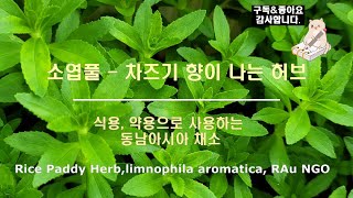 소엽풀 - 자소엽 향이 나는 허브, 식용, 약용으로 사용하는 동남아시아 채소, 림노필라 아로마티카 limnophila aromatica, Ngo Om, 자소초 紫苏草