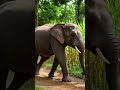 ​जंगल का पहला व्लॉगर: वेलकम बैक टू द ब्लॉग! 🐘📱