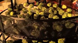 DWC Update #20 Lemon Kush Harvest