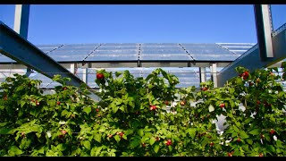 Harvesting the Sun Twice: Unlocking Mexico's Sustainable Future with Agrivoltaics & Digital Ag