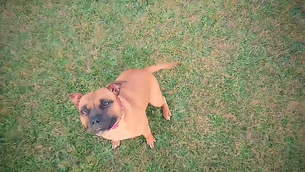 Dog walking essex YouTube