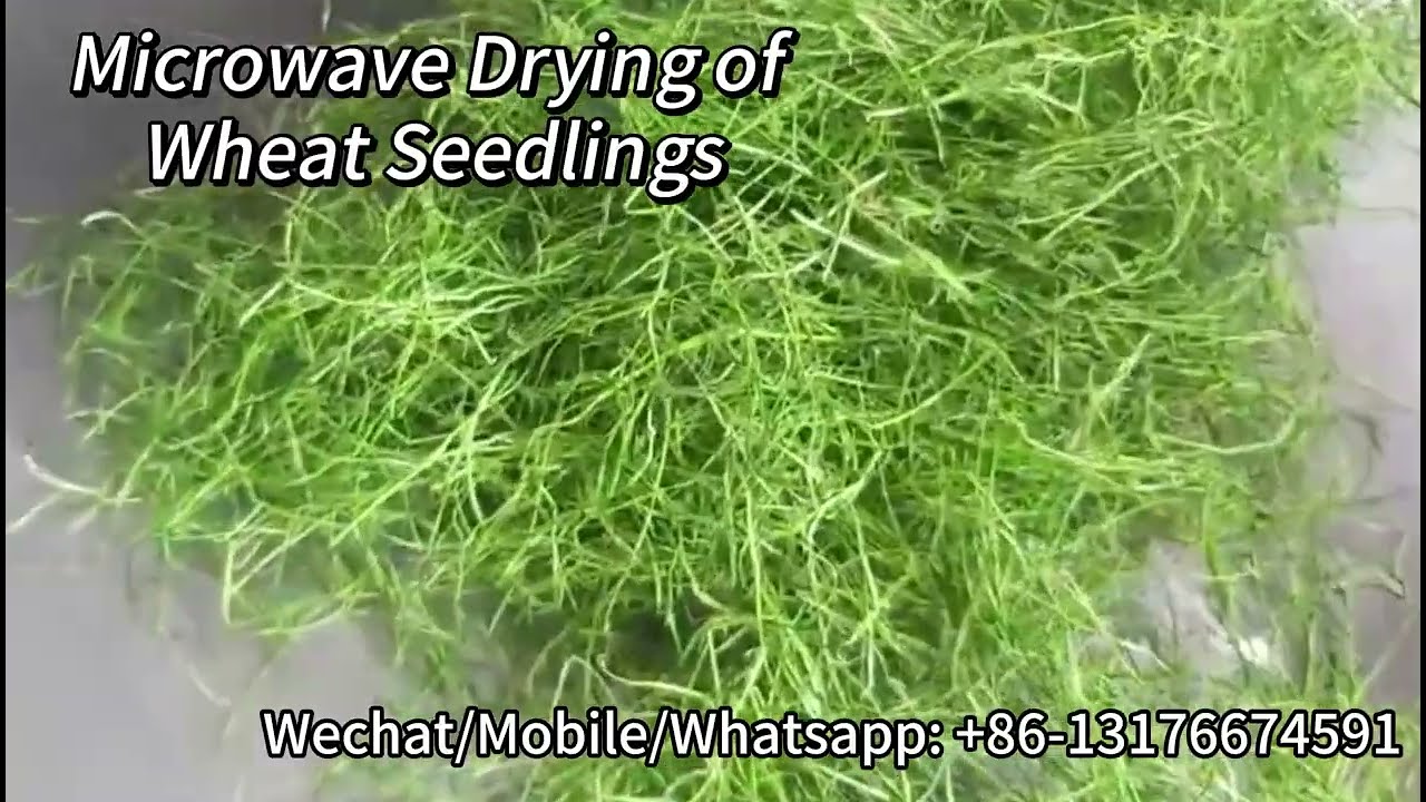How Does Loyal Company Microwave Dry Wheat Sprouts for Sustainable Farming?﻿+86-13176674591