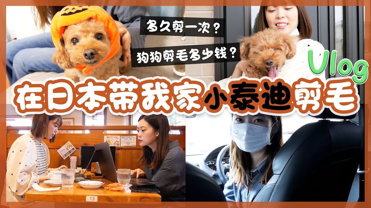 【日本日常】带我家爱豆泰迪去剪毛！漂亮不漂亮？🎃トイプーをトリミングに連れて行く日のVLOG〜