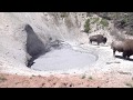 bison standing around Mud Volcano in Yellowstone