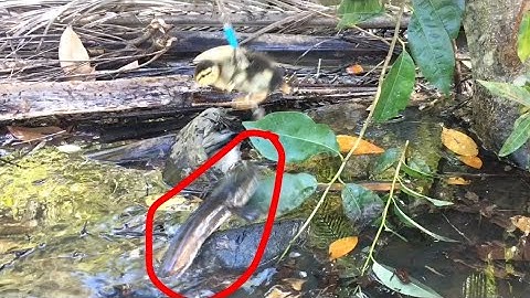 Câu cá lóc nhấp cá lóc bằng vịt con và những pha bay táp hấp dẫn cận cảnh, ổ khói lửa khủng