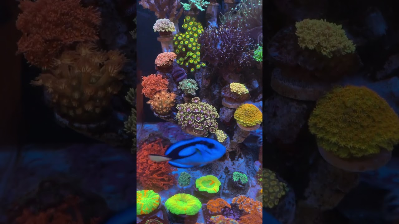 CADE 500 S2 LPS coral 