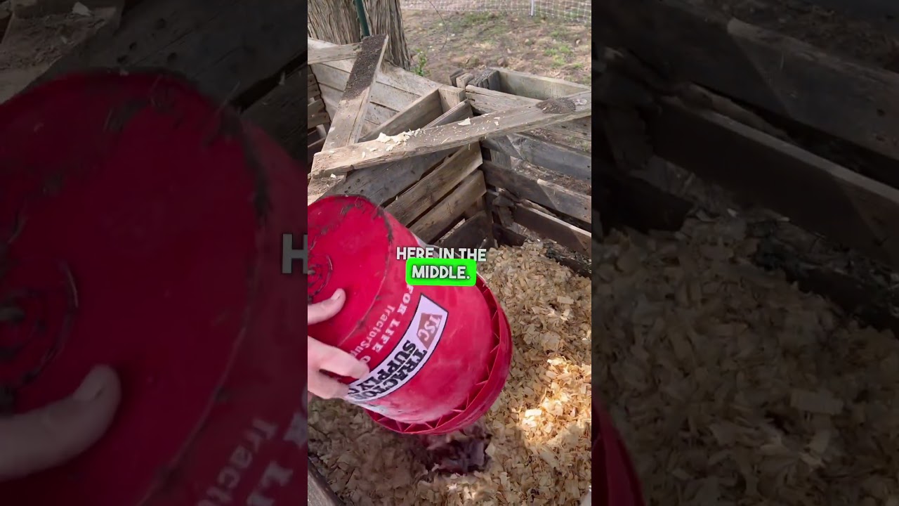 Как компостировать куриные внутренности 