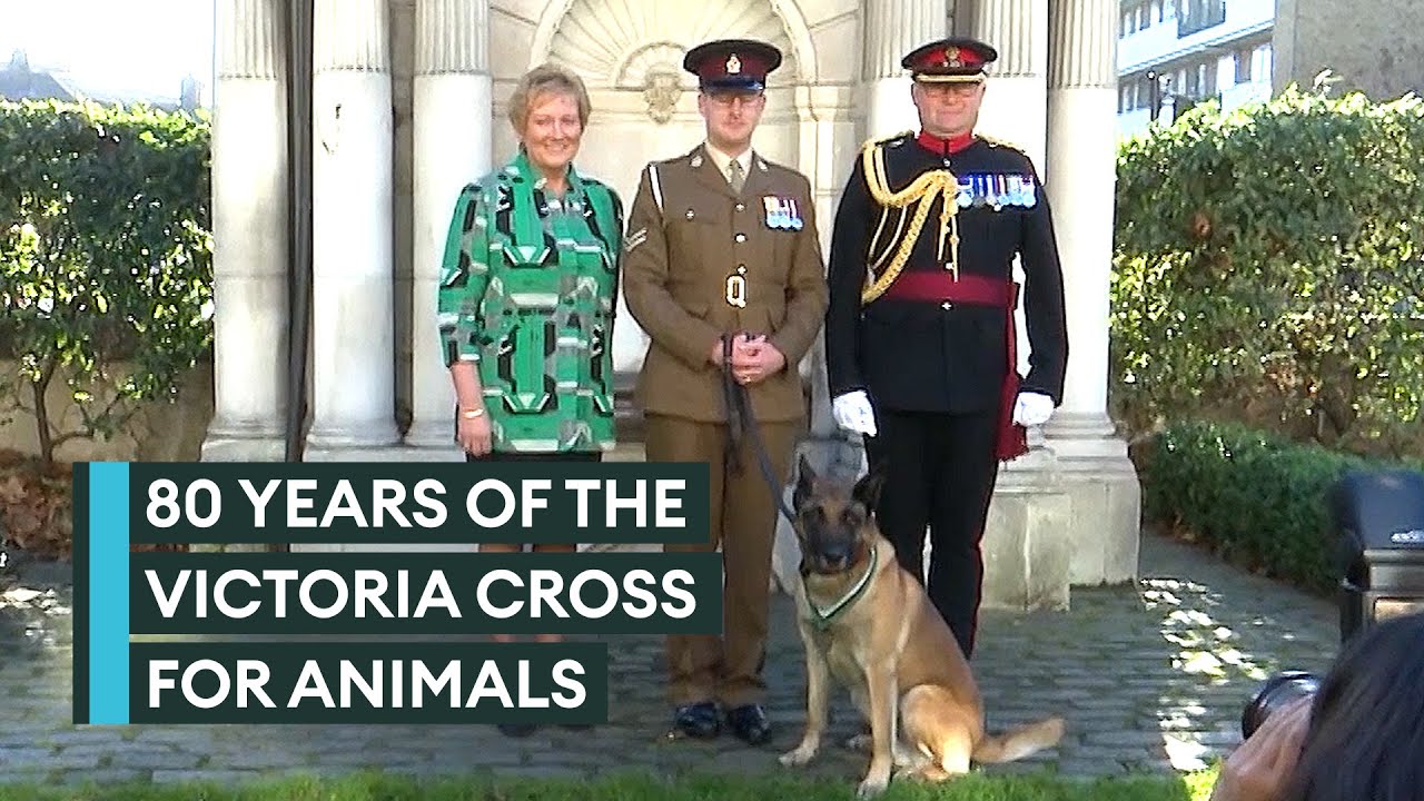 The Dickin Medal: Honouring the military's heroic frontline animals