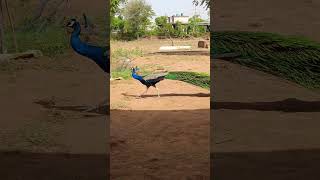 peacock sounds #minivlog #peacock #birds #naturesvoice #nature #newvideo