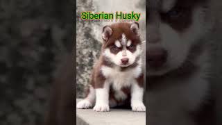 🦕Saint Bernard 🆚 🐣Siberian Husky 🆚 🦈American bully 🥰cute puppies 👫family 🐕dog's 🦅lovers 🇺🇸 #bully#